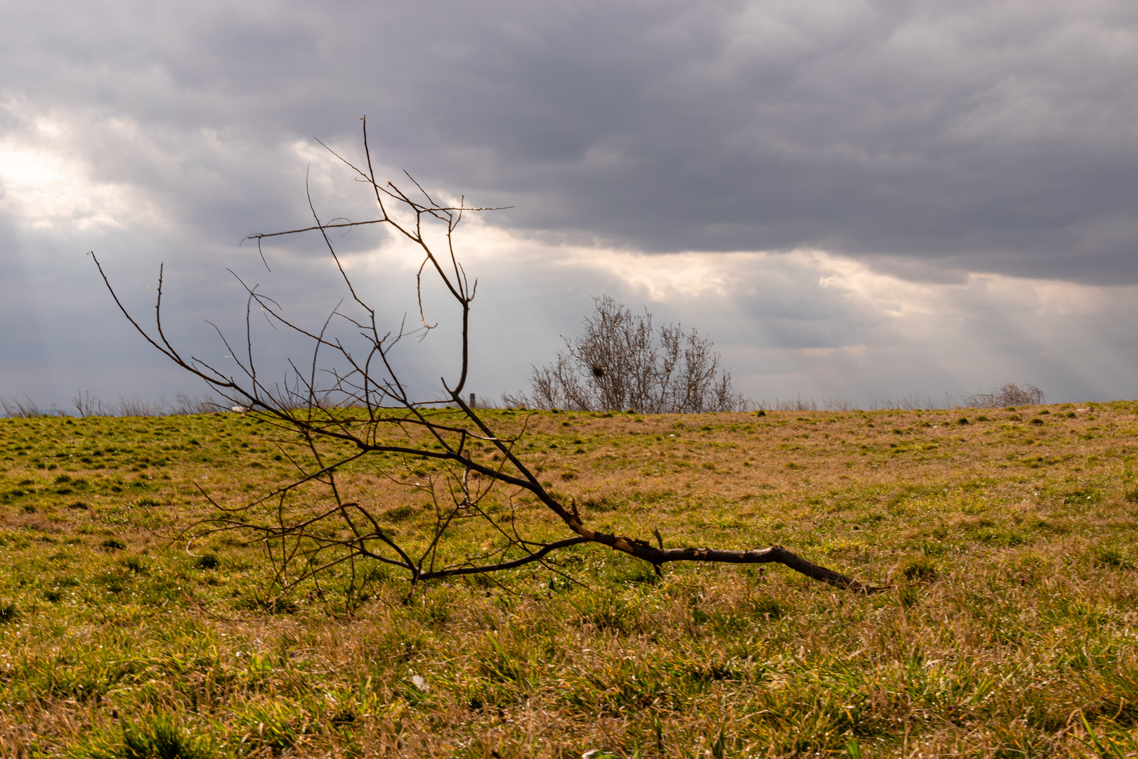 The lonely tree branch on the meadow