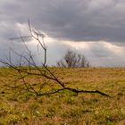 The lonely tree branch on the meadow