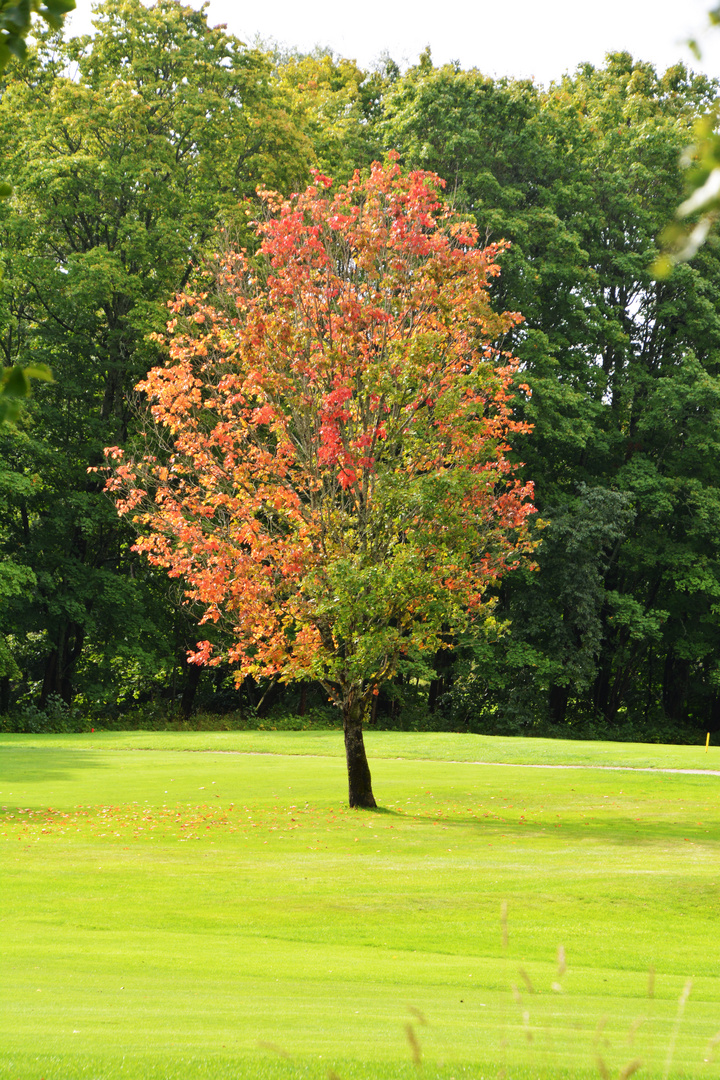 The lonely tree on Tali golf field