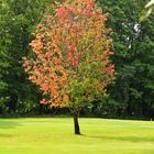 The lonely tree on Tali golf field