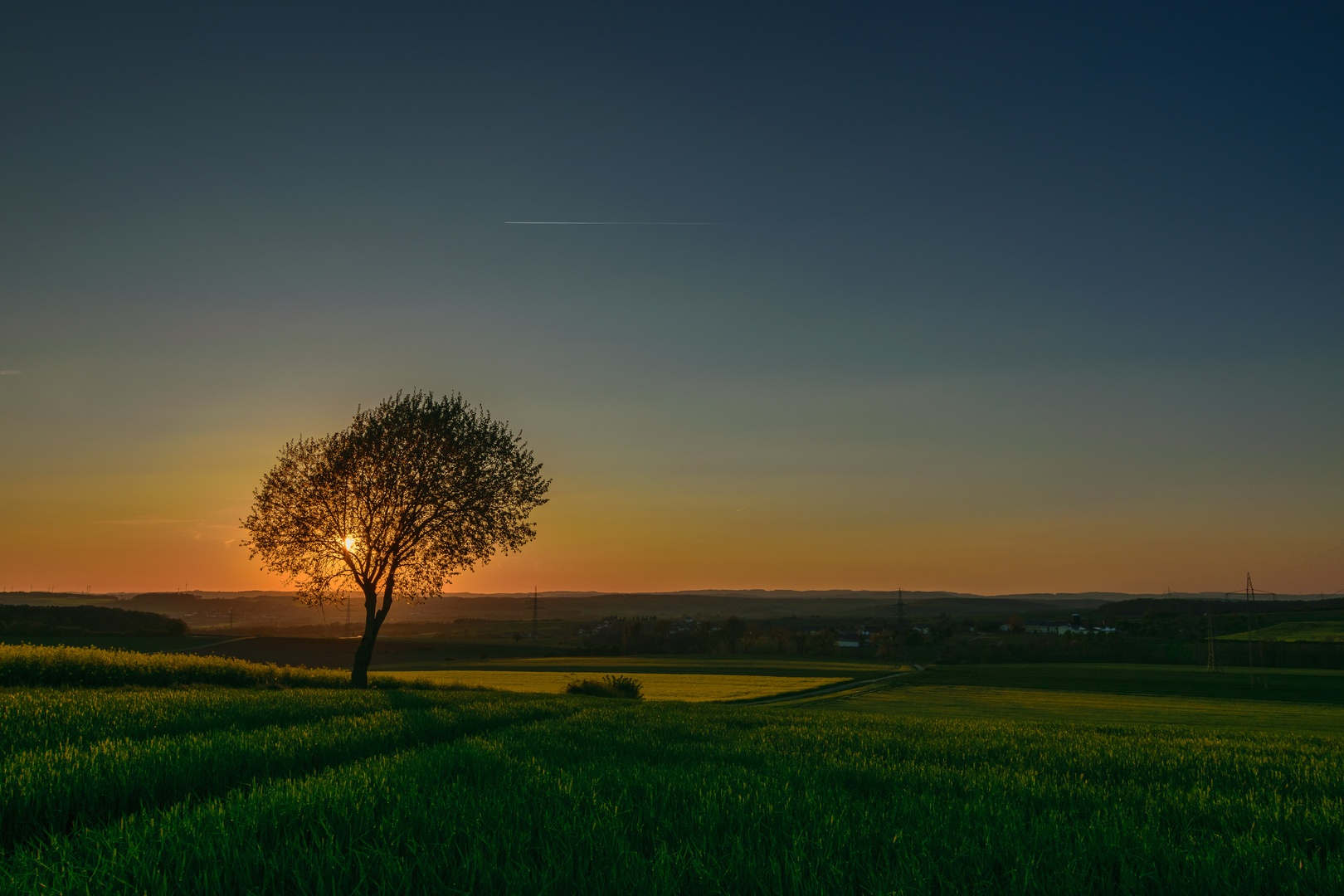 The lonely Tree Part II