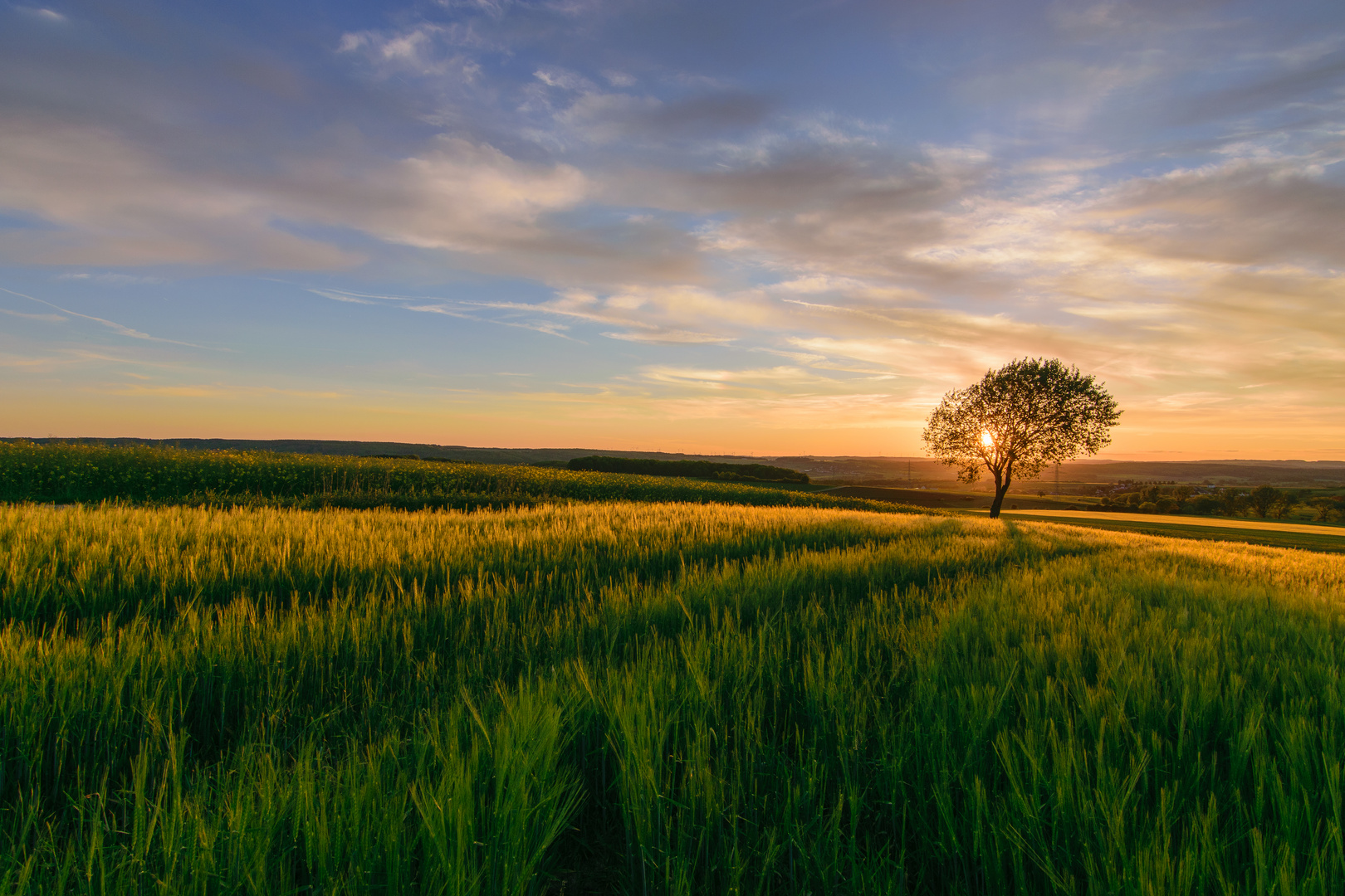 The lonely Tree Part III