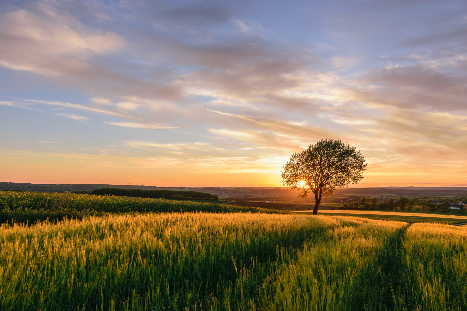 The lonely Tree Part IV 