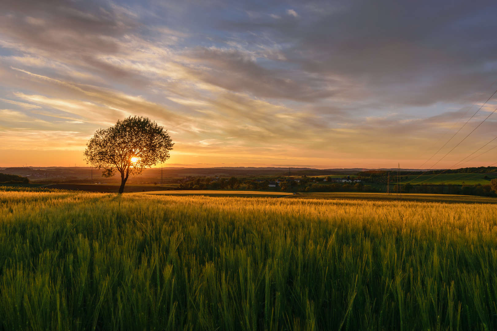 The lonely Tree Part VI