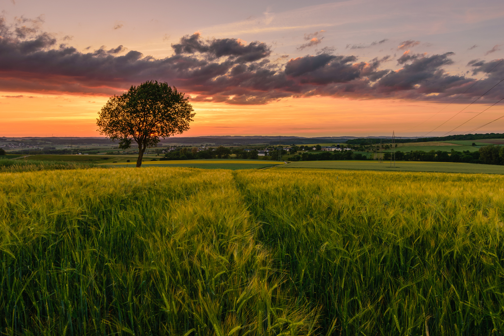 The lonely Tree Part X