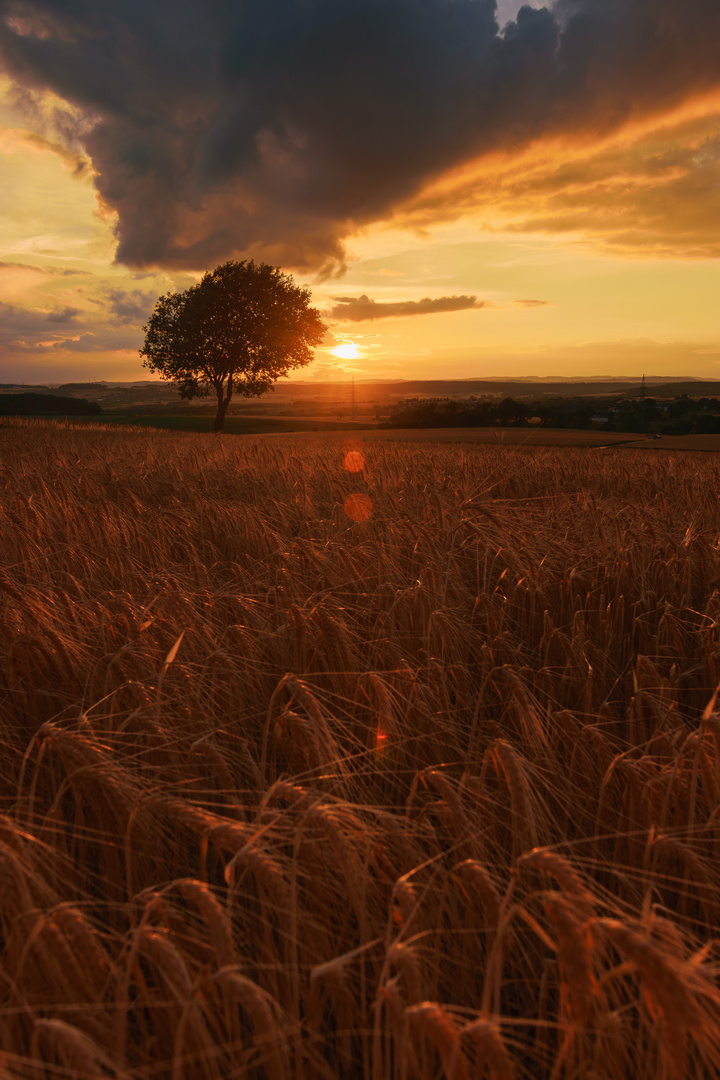 The lonely Tree Part XI