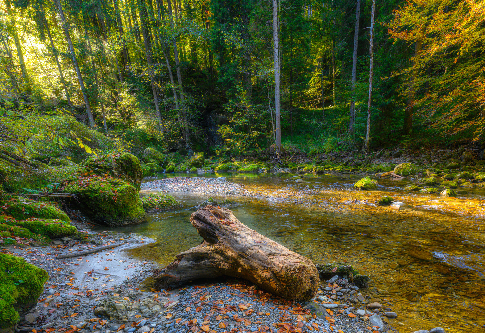 The lonely tree trunk