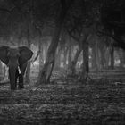 the lonely tusker