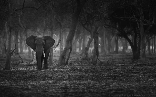 the lonely tusker