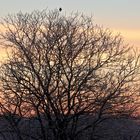 the lonesome bird at sunrise