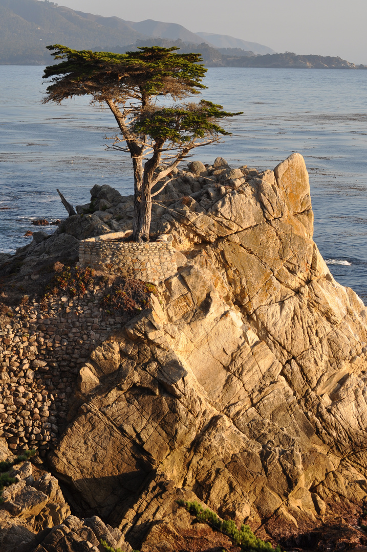 The Lonesome Cypress