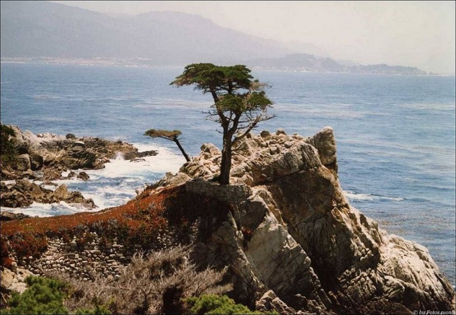 The lonesome Cypress