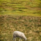 ......the lonesome sheep