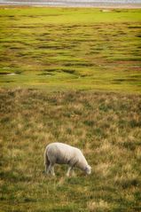 ......the lonesome sheep