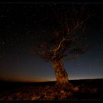 the lonesome tree and the view to the stars