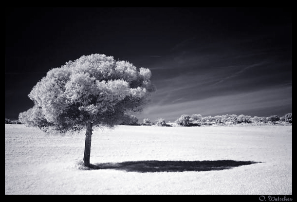 The lonesome tree II