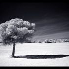 The lonesome tree II