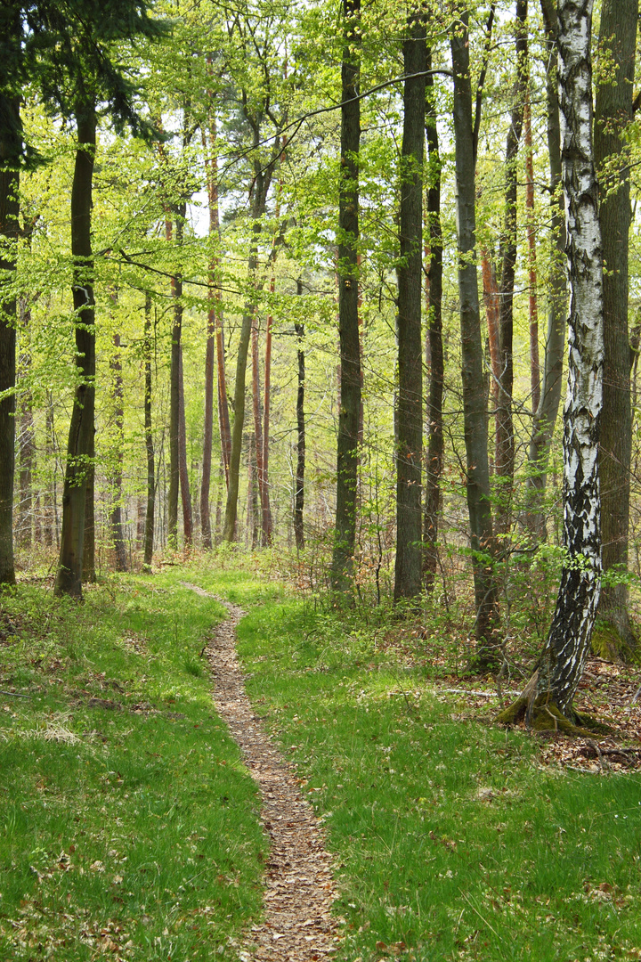 The Lonesome Walk