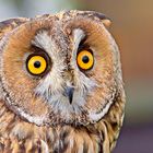 The long-eared owl 