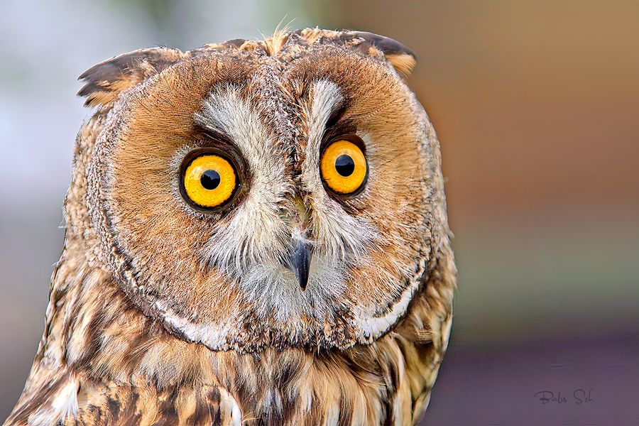 The long-eared owl 