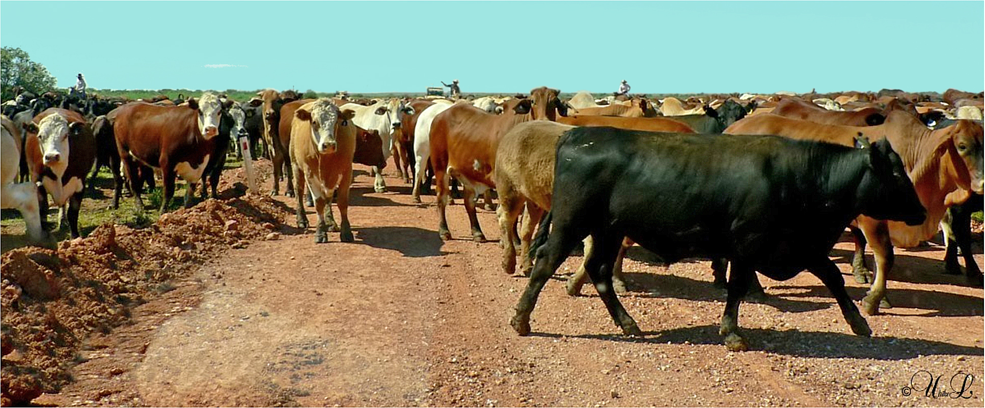 ** The long Paddock / Birdsville Track **