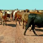 ** The long Paddock / Birdsville Track **