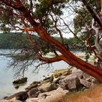 The Long Reach - Arbutus Tree