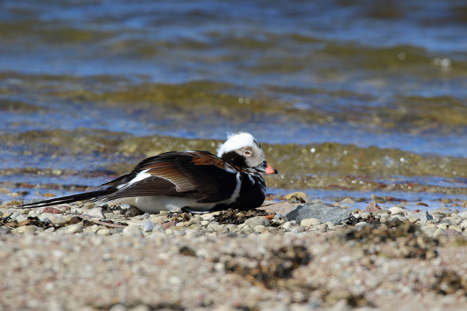 The long-tailed duck (Clangula hyemalis)