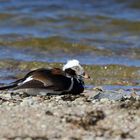 The long-tailed duck (Clangula hyemalis)