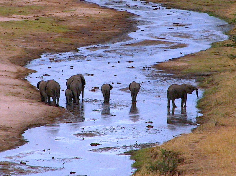 the long walk along the Tarangireriver