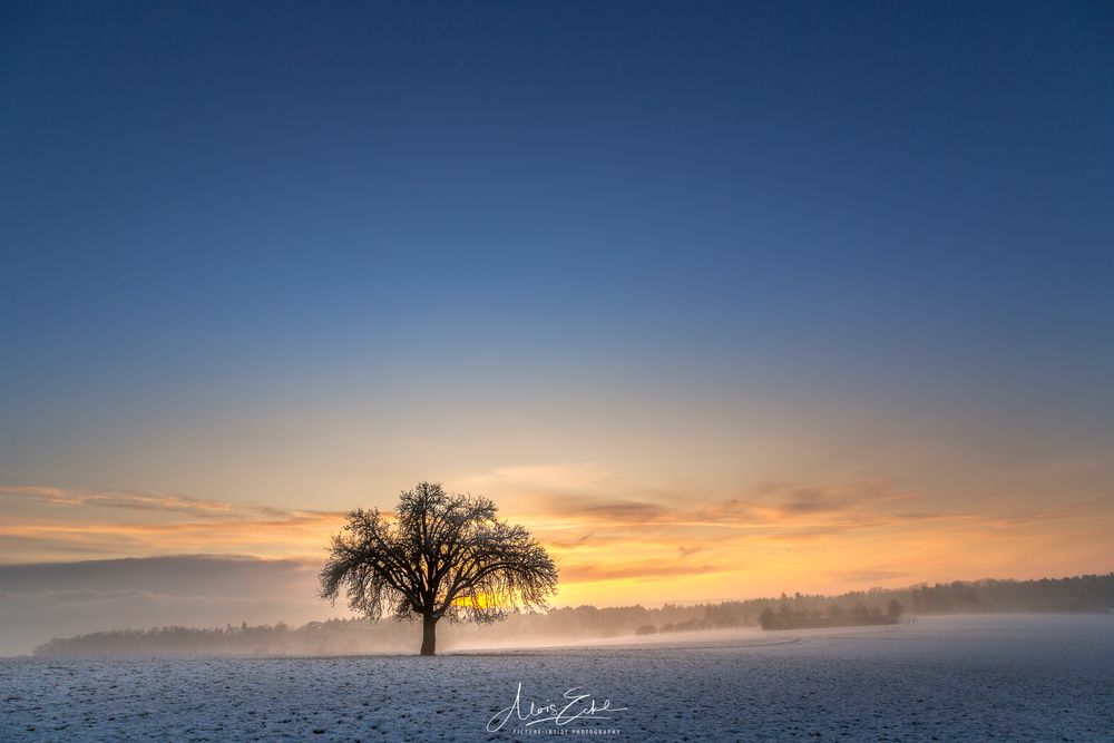 The lonley tree