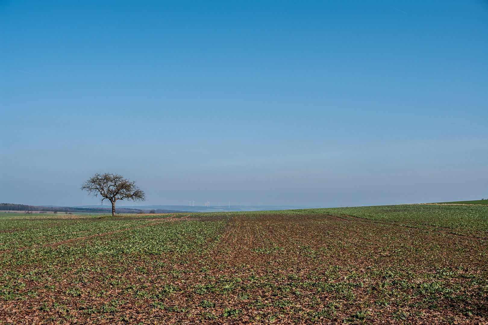 The Lonley Tree