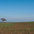 The Lonley Tree