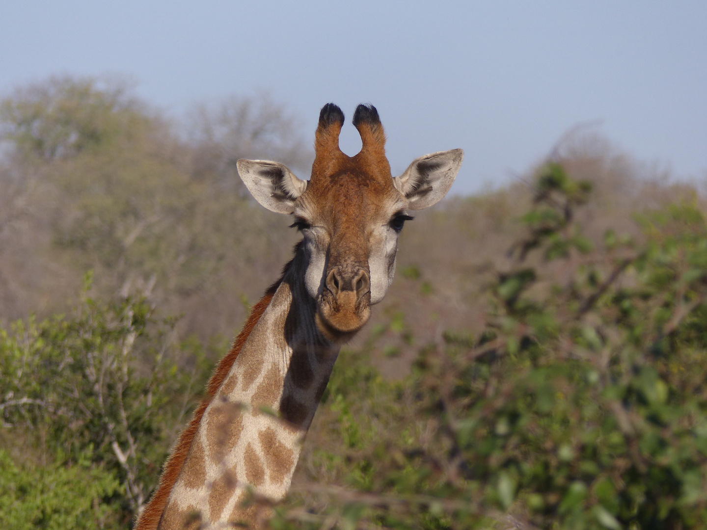 "The Look" - Etosha / Namibia