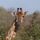 "The Look" - Etosha / Namibia