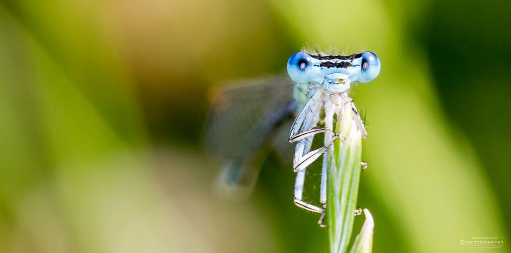 The Look - Federlibelle - Platycnemididae