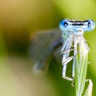 The Look - Federlibelle - Platycnemididae