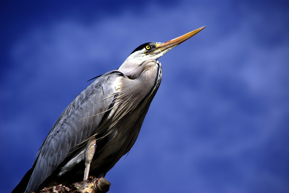 THE LOOK - Fischreiher