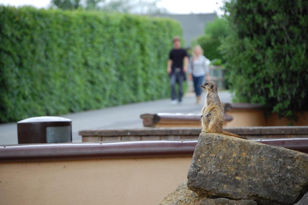 The Lookout