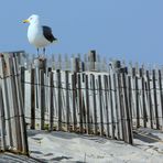 The Lookout