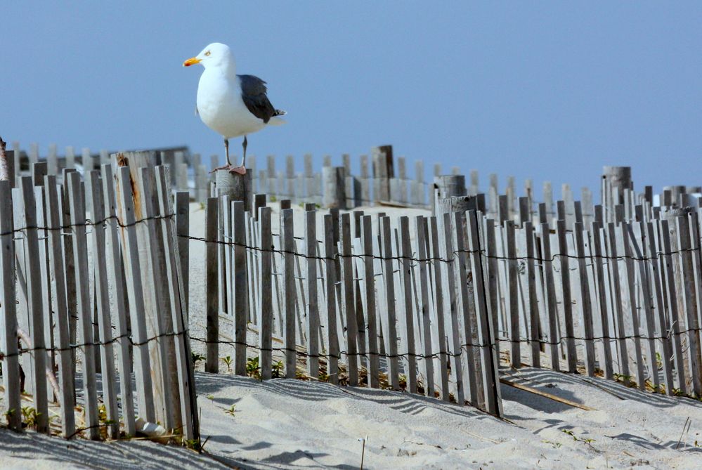 The Lookout