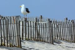 The Lookout