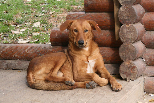 The Lord of Dogs