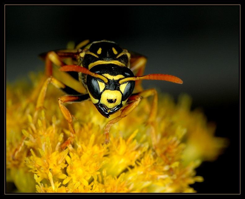 The Lord of the Flowers