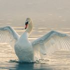 The Lord of the Lake