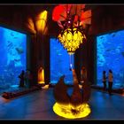 The lost chambers aquarium 17