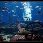 The lost chambers aquarium 4