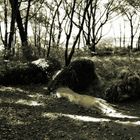 The lost gardens of Heligan