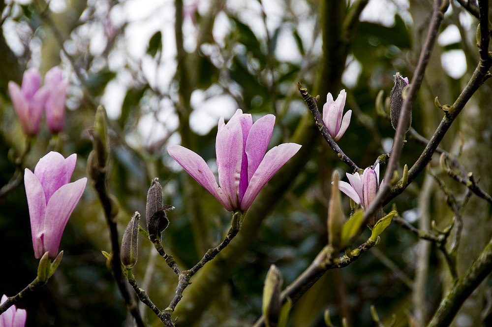 The Lost Gardens of Heligan-5