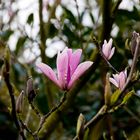 The Lost Gardens of Heligan-5